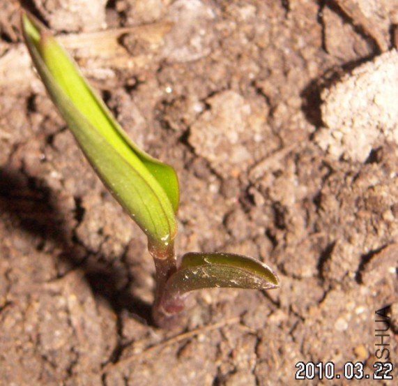 С�����ĵ���Ҷ