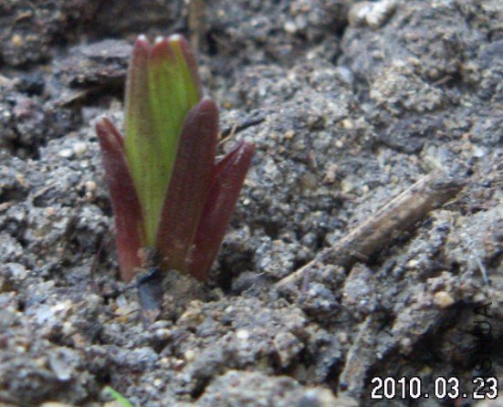 С��ò�Ƴ�������Ҷ