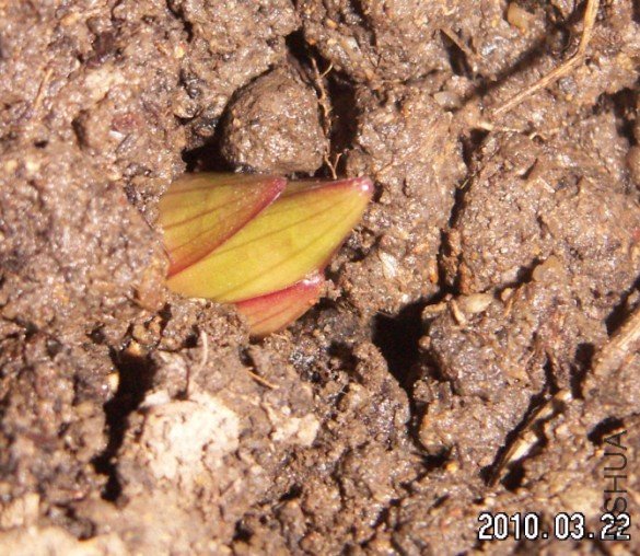 ��³��һ����������