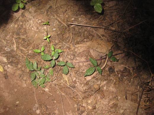 ������С ��Ƭ 231.jpg