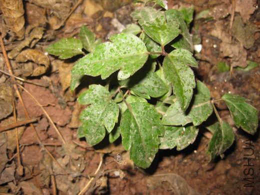 ������С ��Ƭ 238.jpg