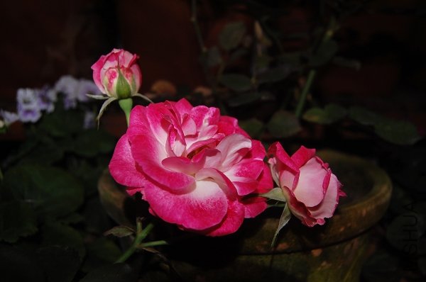 DSC_0304.jpg