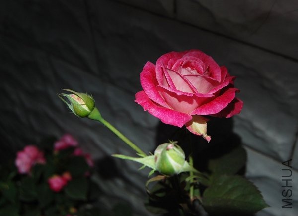 DSC_0308.jpg
