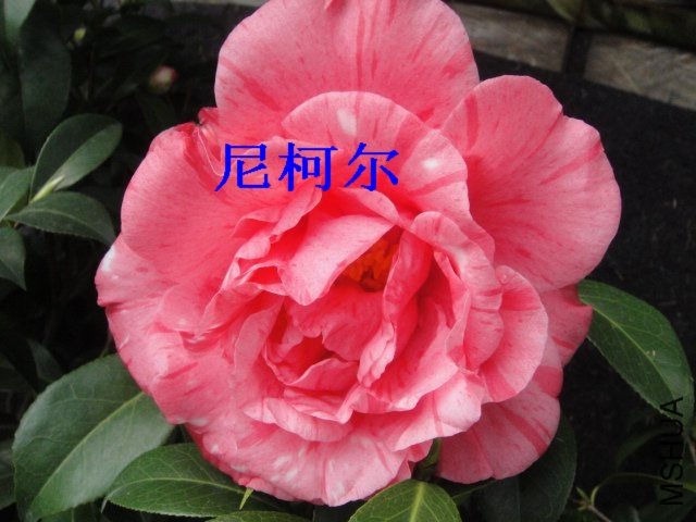 DSC01374.JPG