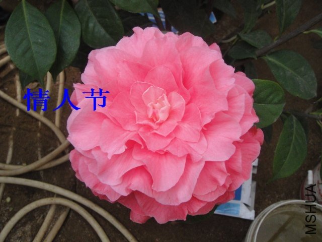 DSC01377.JPG