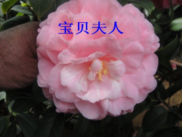 DSC01375.JPG