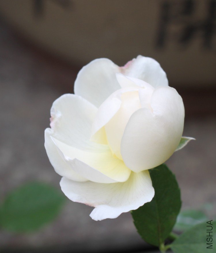IMG_2641_��Ӱ_1.jpg