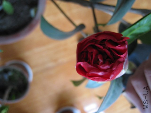 IMG_0002.JPG