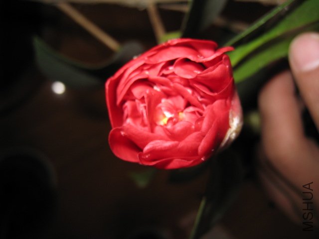 IMG_0001.JPG