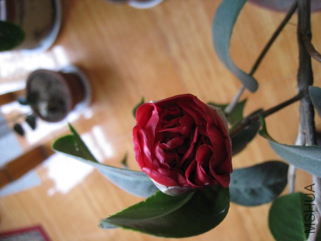 IMG_0003.JPG