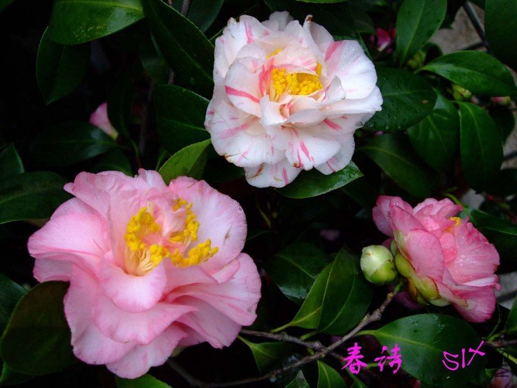 ��ʫ 10-3-24f(1).jpg