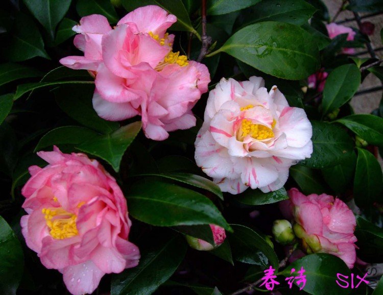 ��ʫ 10-3-24f (2).jpg