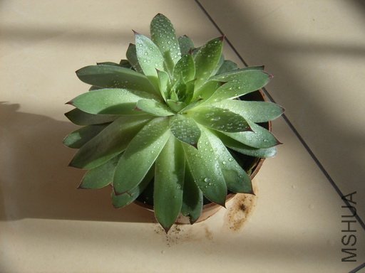 SUC53154_��21.JPG