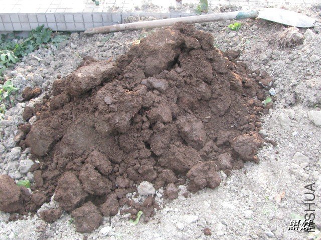 BigBull_IMG_5296.JPG