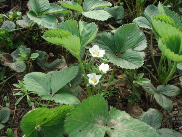 DSC03594.JPG