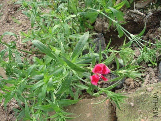 DSC03595.JPG