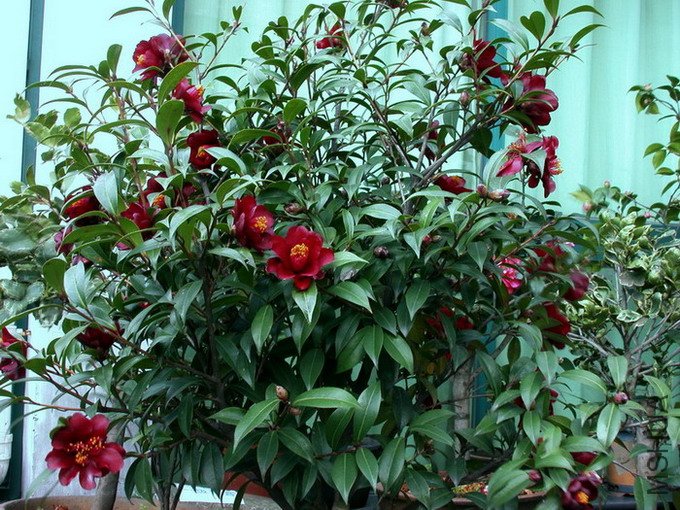 DSCN5329.jpg