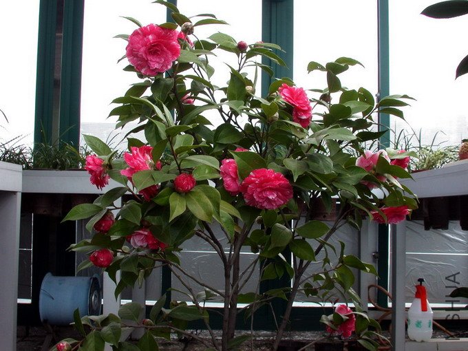 DSCN5321.jpg