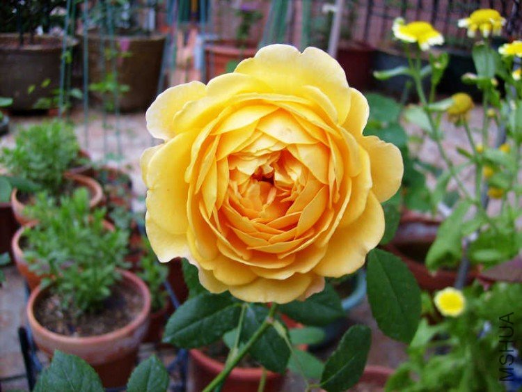 85.jpg