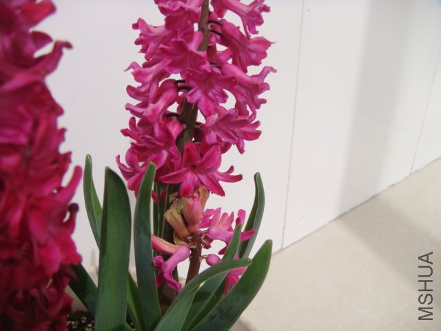 DSC01056.JPG