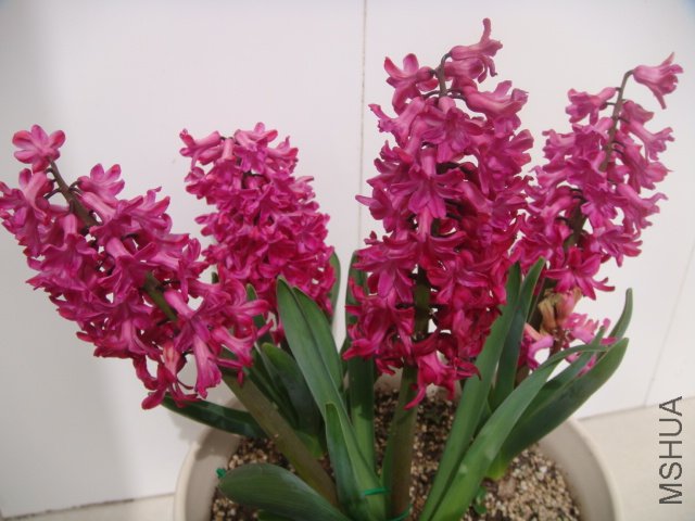 DSC01057.JPG