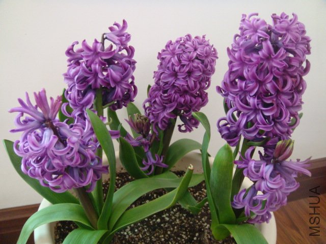 DSC01086.JPG