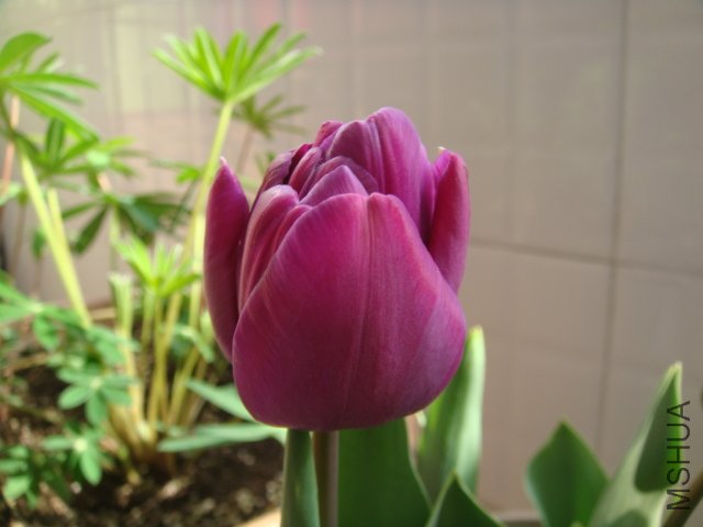 DSC01103.JPG