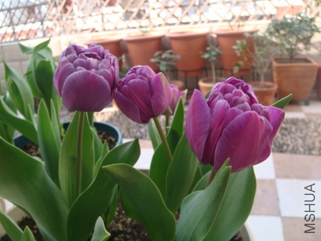 DSC01108.JPG