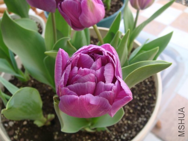 DSC01113.JPG