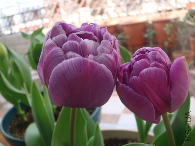 DSC01112.JPG