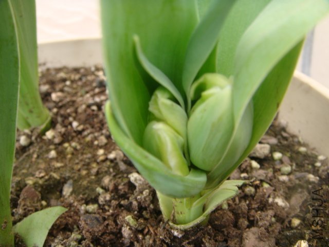 DSC01074.JPG