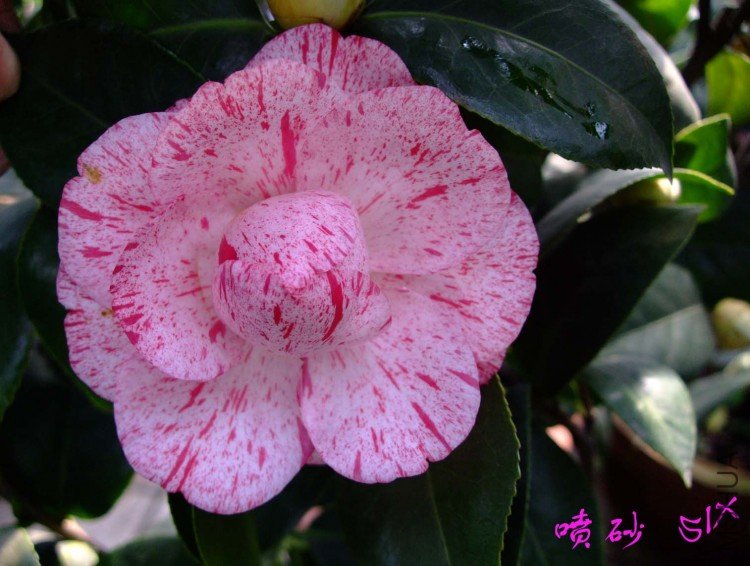 ��ɰ  10-3-26 (1).jpg