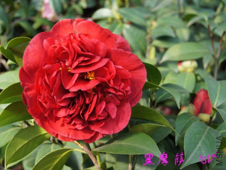 ��Ħ��  10-3-26 (2).jpg