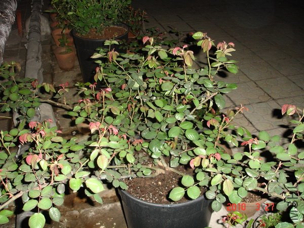 golden celebration.jpg