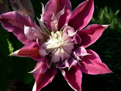 Clematis Josephine2xxx.jpg