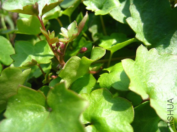 �л����ˣ����ǲ�֪����ʲô��