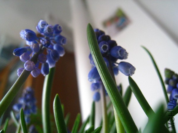 ���ѷ�����