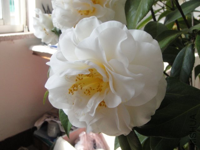 DSC01383.JPG