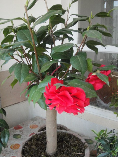 DSC01398.JPG