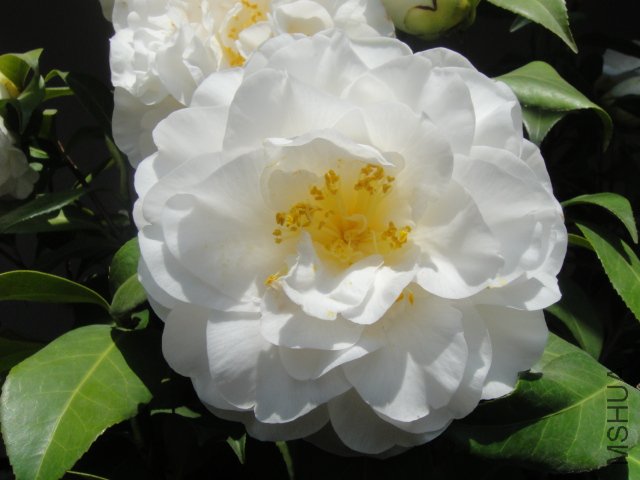 DSC01389.JPG