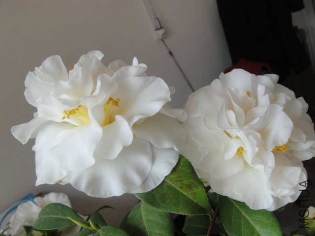 DSC01390.JPG
