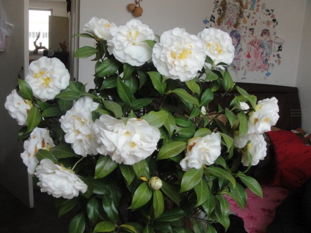DSC01391.JPG