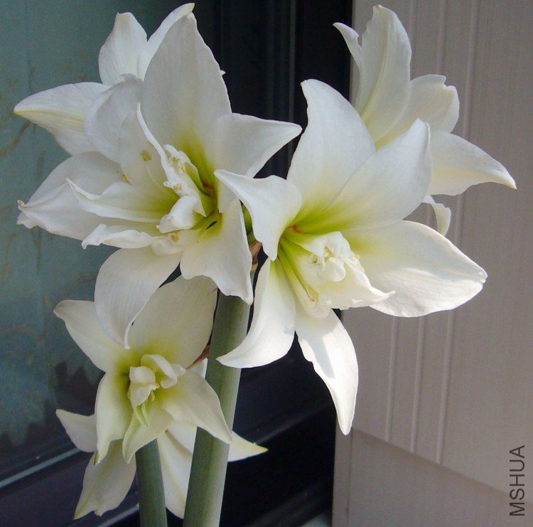 ��ʯ_2010032801111.jpg