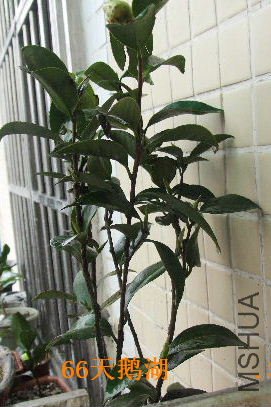 ����4���,�Ƚ�����