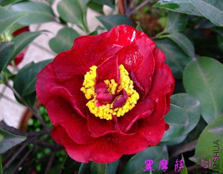 ��Ħ�� 10-3-29(1).jpg