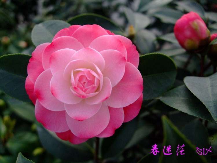 ����ã 10-3-28(1).jpg