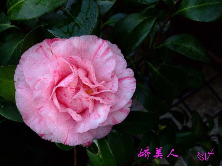 ������ 10-3-27(1).jpg