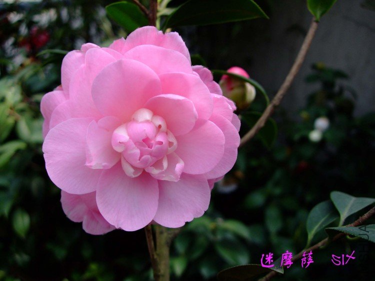 ��Ħ�� 10-3-29 (2).jpg