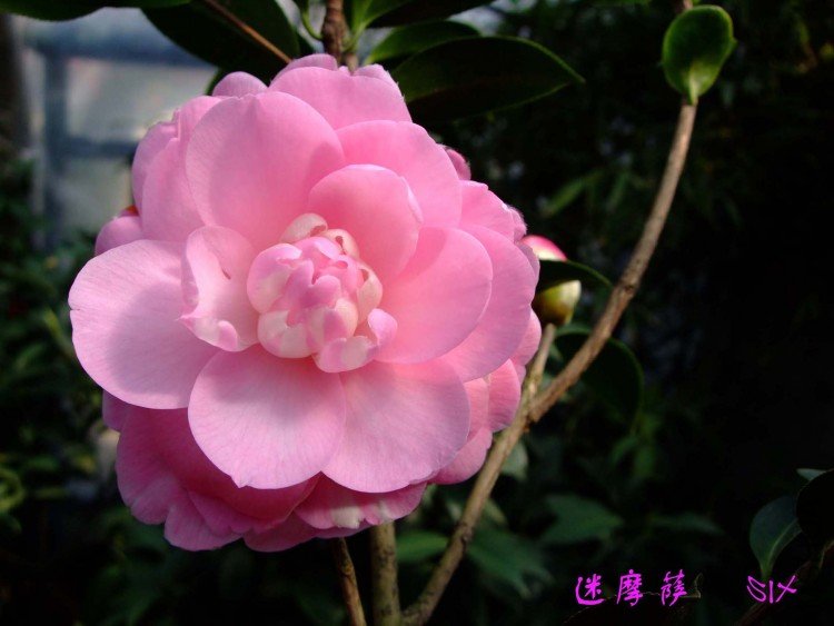 ��Ħ�� 10-3-29(1).jpg