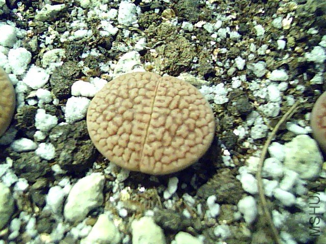 ��ʯ�� (336).jpg